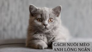 Cách Nuôi Mèo Anh Lông Ngắn Hiệu Quả: Hướng Dẫn Từ A Đến Z