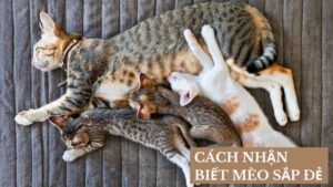 Cách Nhận Biết Mèo Sắp Đẻ: Các Triệu Chứng Mà Bạn Không Nên Bỏ Qua