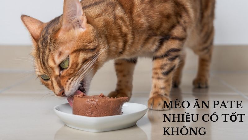 Mèo Ăn Pate Nhiều Có Tốt Không? Những Điều Chủ Nuôi Cần Lưu Ý