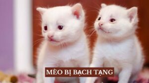 Mèo Bị Bạch Tạng Có Đặc Điểm Gì Nổi Bật? Tìm Hiểu Ngay!