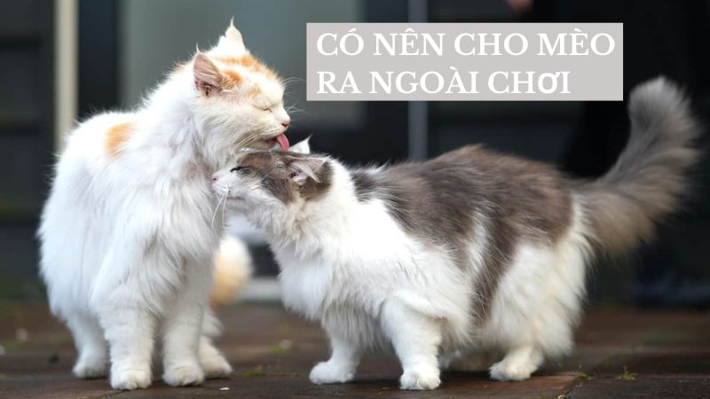 Có nên cho mèo ra ngoài chơi hay giữ trong nhà: Lựa chọn nào tốt hơn?