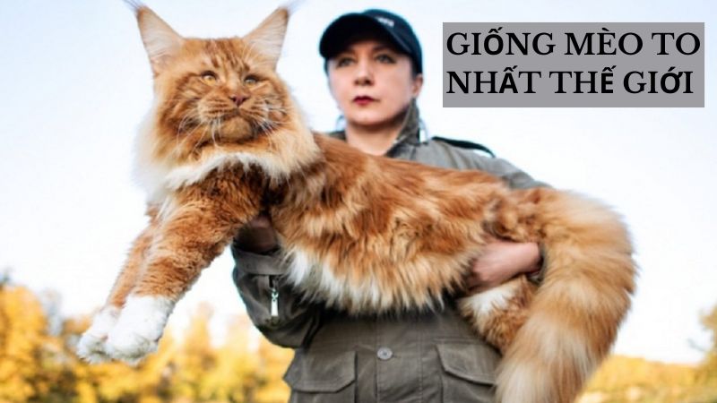 Top 5 Giống Mèo To Nhất Thế Giới Mà Bạn Nên Biết