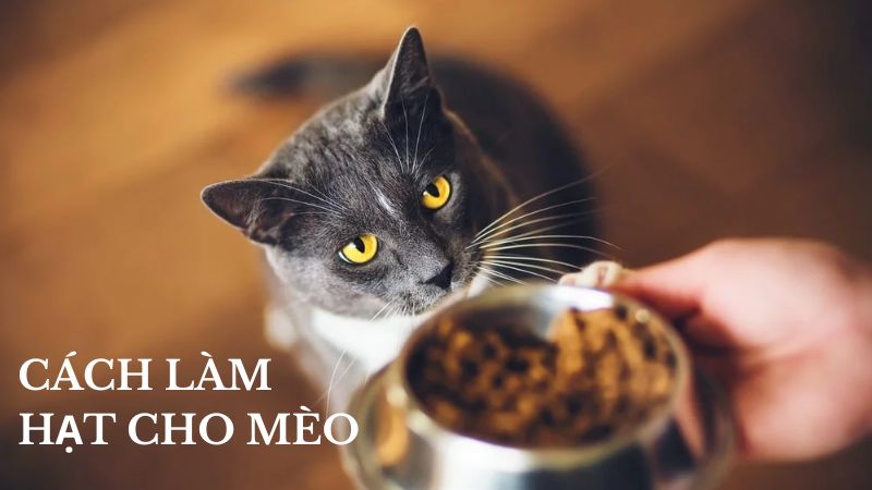 Hướng Dẫn Cách Làm Hạt Cho Mèo Tại Nhà: Đơn Giản Và Tiết Kiệm