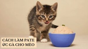 Hướng Dẫn Cách Làm Pate Ức Gà Cho Mèo Đơn Giản Tại Nhà