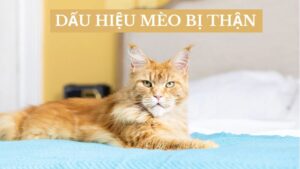 Dấu Hiệu Mèo Bị Thận: Cách Phát Hiện Sớm Và Phòng Ngừa Hiệu Quả