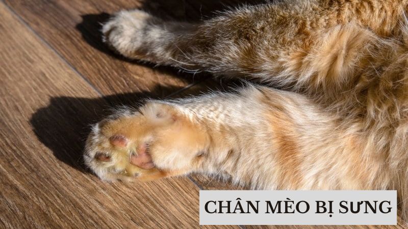 Tại Sao Chân Mèo Bị Sưng? Các Dấu Hiệu Cảnh Báo Và Giải Pháp Điều Trị