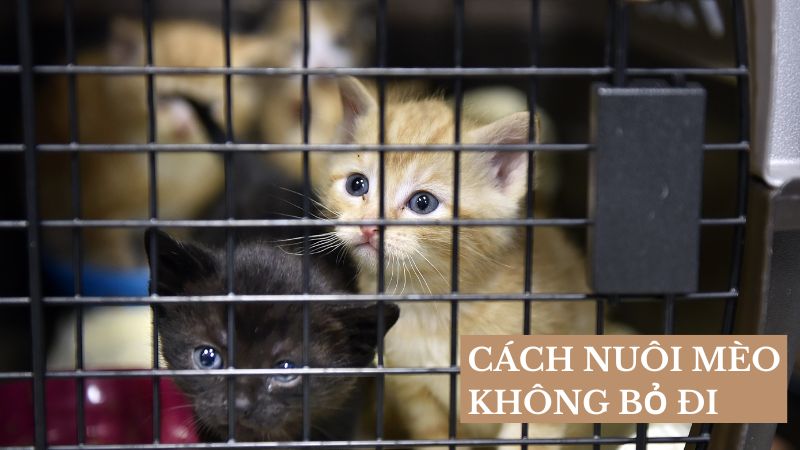 Giữ Mèo Ở Lại: Cách Nuôi Mèo Không Bỏ Đi Mà Bạn Cần Thử