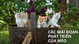 Các Giai Đoạn Phát Triển Của Mèo: Từ Bé Con Đến Trưởng Thành