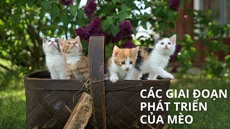 Các Giai Đoạn Phát Triển Của Mèo: Từ Bé Con Đến Trưởng Thành